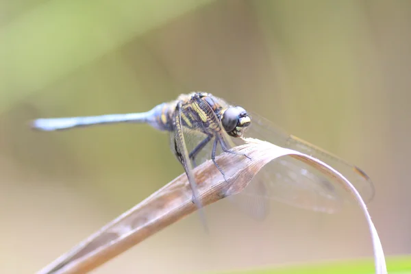 Orthetrum poecilops miyajimaense libelle in japan — Stockfoto