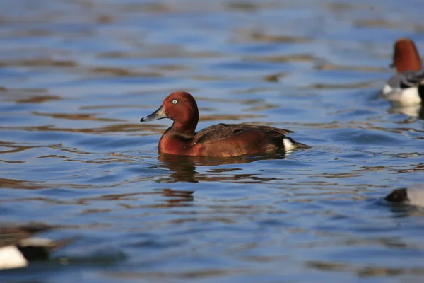 Ferruginous Duck (Aythya nyroca) in Japan — Stock Photo, Image