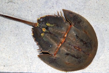 Atlantic horseshoe crab (Limulus polyphemus) clipart