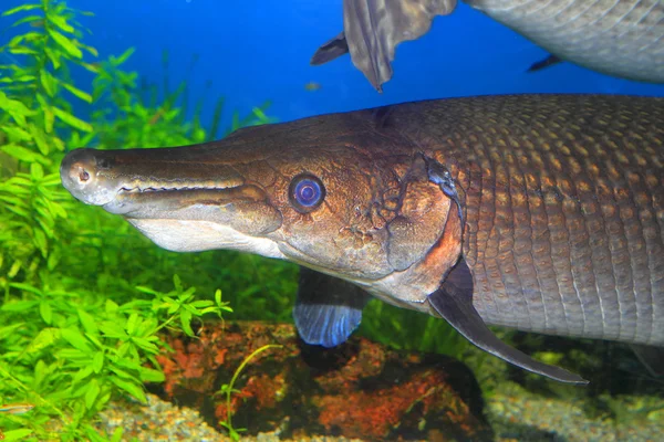 Cocodrilo gar (Atractosteus spatula) en América del Norte —  Fotos de Stock