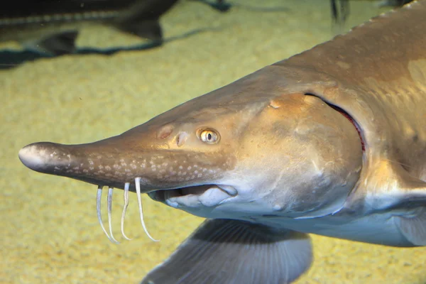 チョウザメ魚 （チョウザメ medirostris) 日本の — ストック写真