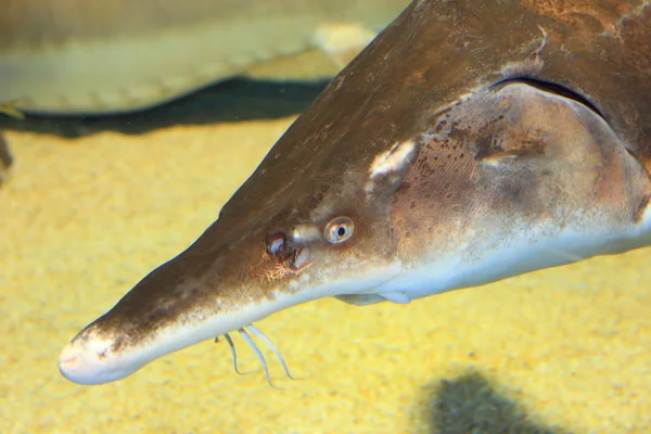 Sturgeon fisk (acipenser medirostris) i japan — Stockfoto