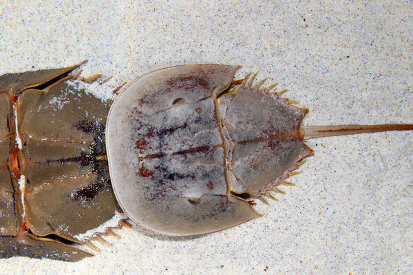 Atlantic horseshoe crab (Limulus polyphemus)