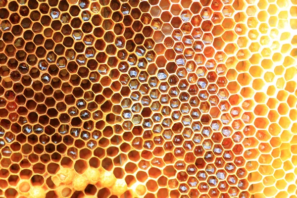 Japonya'da bal arı (apis mellifera) yuva — Stok fotoğraf