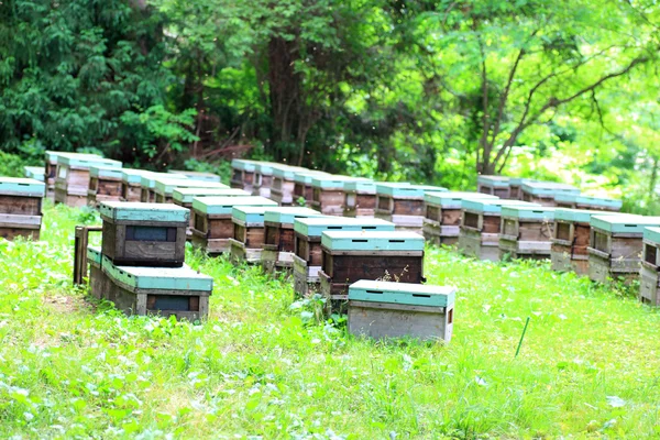 Japonya'da bal arı (apis mellifera) yuva — Stok fotoğraf