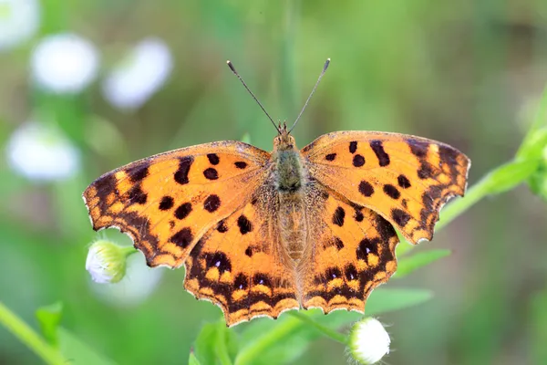 Asian Comma butterfly (Polygonia c-aureum) in Japan — Stock Photo, Image
