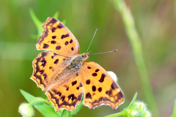 Asian Comma butterfly (Polygonia c-aureum) in Japan — Stock Photo, Image