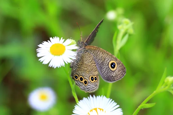 Fivering común (Ypthima argus) en Japón — Foto de Stock