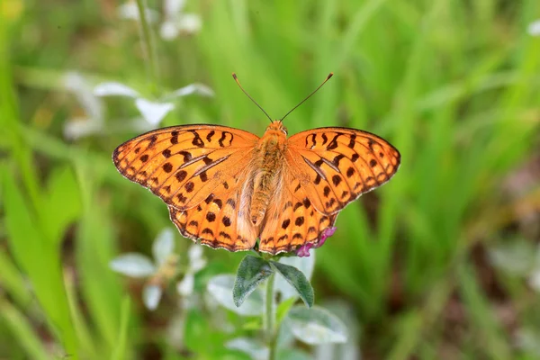 High Brown Fritillary (Fabriciana adippe) in Japan — Stock Photo, Image