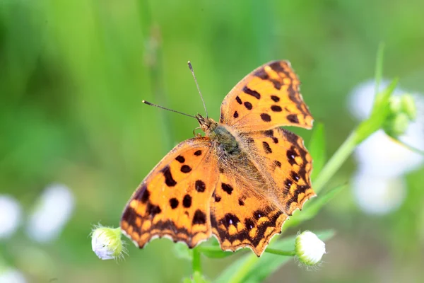 Asian Comma butterfly (Polygonia c-aureum) in Japan — Stock Photo, Image