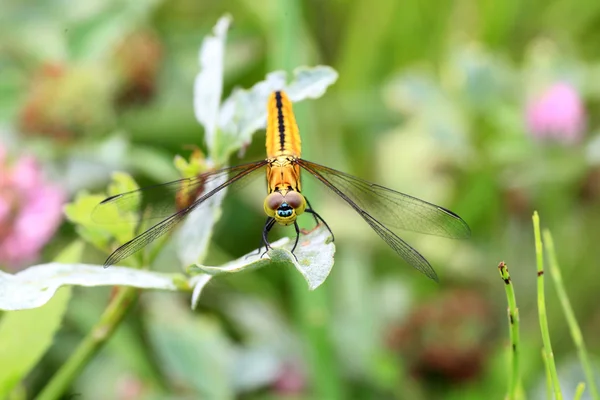 Lyriothemis pachygastra dragonfly στην Ιαπωνία — Φωτογραφία Αρχείου