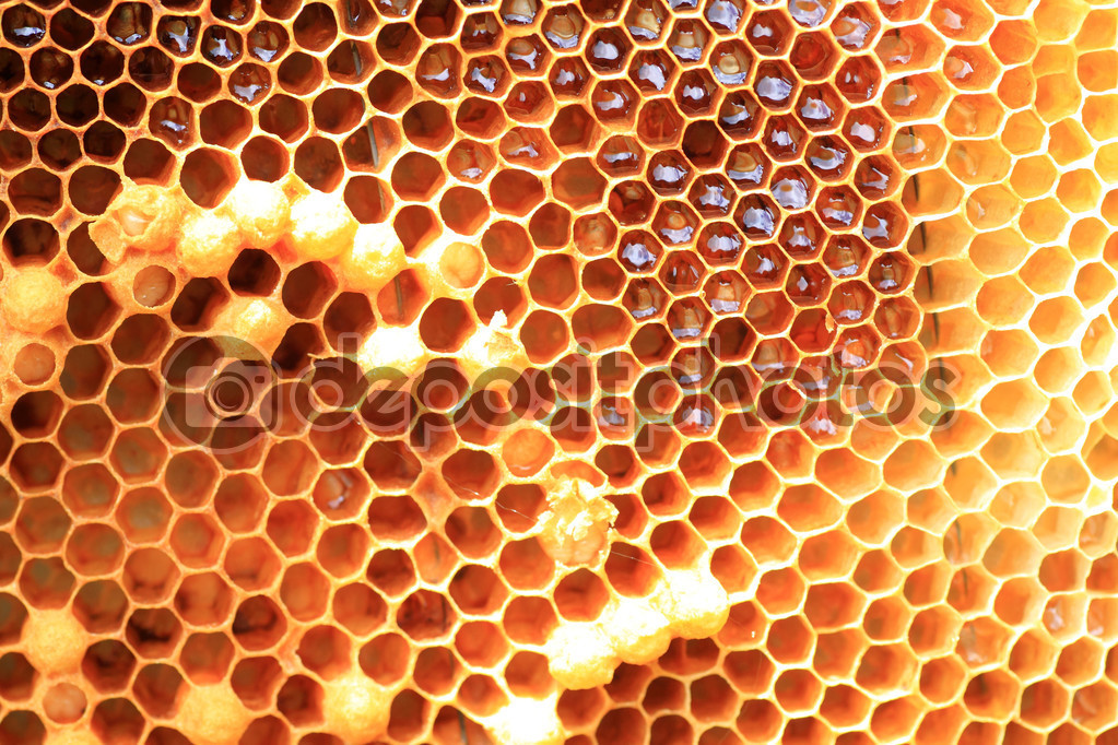 Honey Bee (Apis mellifera) nest in Japan Stock Photo by ©feather0510