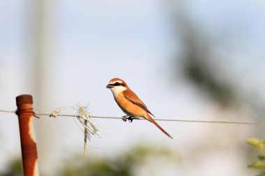 Kahverengi örümcek kuşu (lanius cristatus superciliosus) Japonya'nın erkek