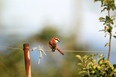 Kahverengi örümcek kuşu (lanius cristatus superciliosus) Japonya'nın erkek