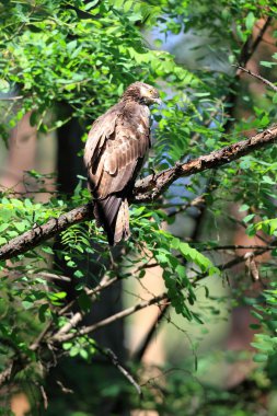 oryantal Şahini (oryantal Şahini) erkek, Japonya