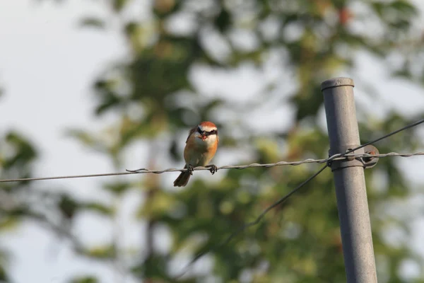 Castanho shrike (Lanius cristatus superciliosus) macho no Japão — Fotografia de Stock