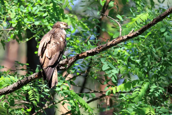 Avvoltoio orientale (Avvoltoio orientale) femmina in Giappone — Foto Stock