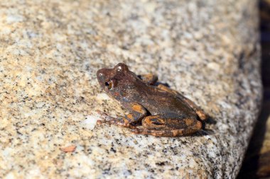 kajika Kurbağa (buergeria buergeri), Japonya