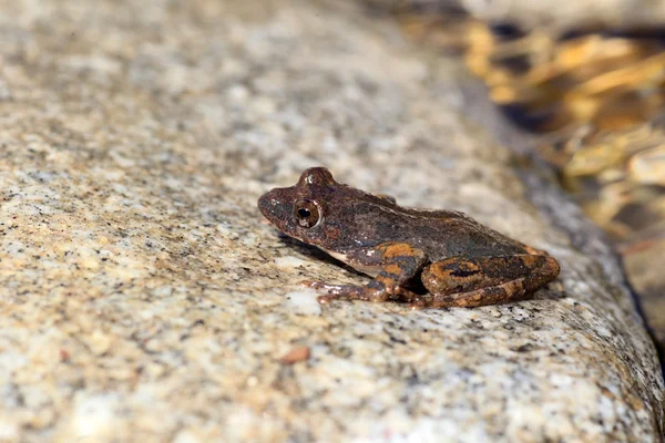 Kajika groda (buergeria buergeri) i japan — Stockfoto