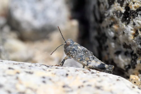 Eusphingonotus japonicus gräshoppa i japan — Stockfoto