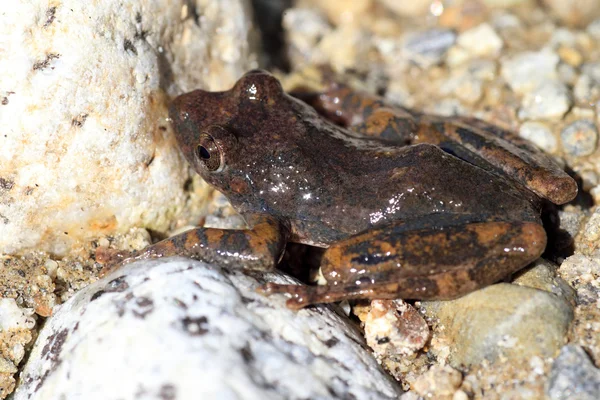 Kajika frog (Buergeria buergeri) in Japan — Stock Photo, Image