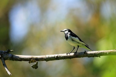 Beyaz kuyruksallayan (motacilla alba lugens) Japonya'da