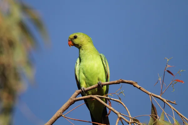 Czerwony winged papuga (aprosmictus erythropterus) w cairns, australia — Zdjęcie stockowe