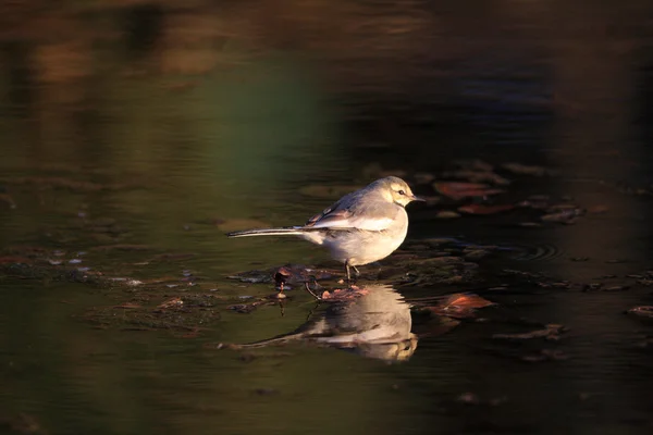 Queue d'aigle blanche (motacilla alba lugens) au Japon — Photo