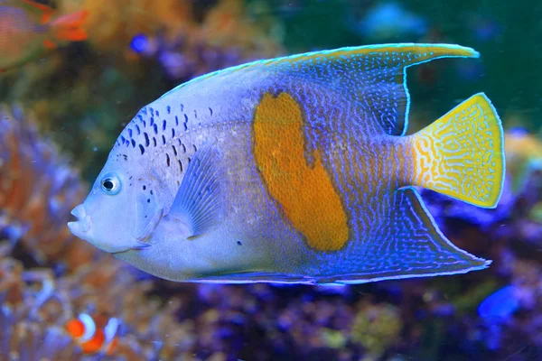 Pez ángel de la media luna (Pomacanthus maculosus ) — Foto de Stock