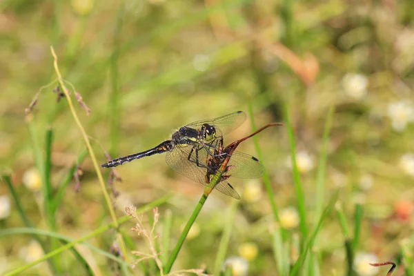 Svart ängstrollslända (Sympetrum danae) dragonfly i Sichuan, Kina — Stockfoto