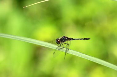 sympetrum maculatum yusufçuk, Japonya