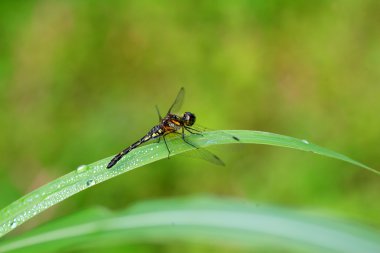 sympetrum maculatum yusufçuk, Japonya