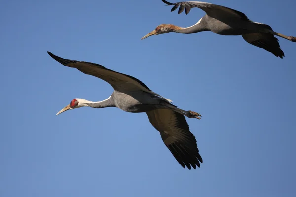 Wit-neped kraan (grus vipio) in izumi, japan — Stockfoto