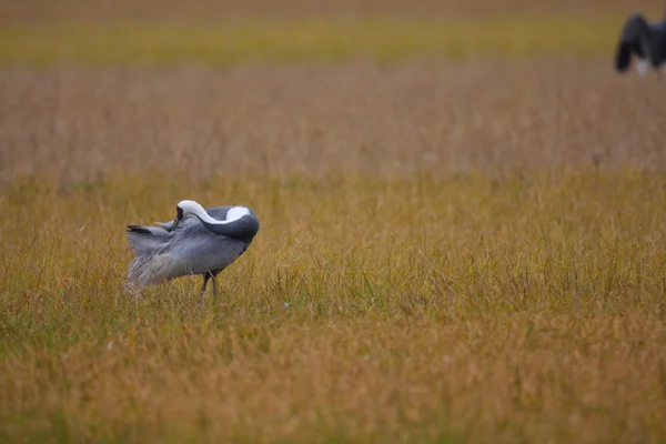 Neped Biały Żuraw (grus vipio) w izumi, Japonia — Zdjęcie stockowe