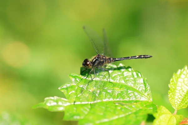 在日本的 sympetrum 斑蜻蜓 — 图库照片