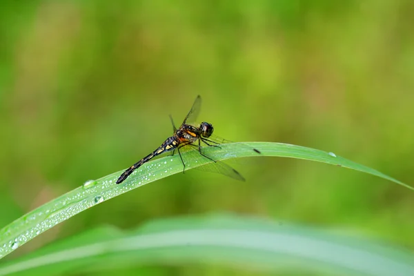 在日本的 sympetrum 斑蜻蜓 — 图库照片