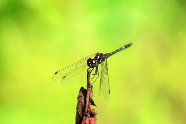 Sympetrum maculatum libellule au Japon — Photo