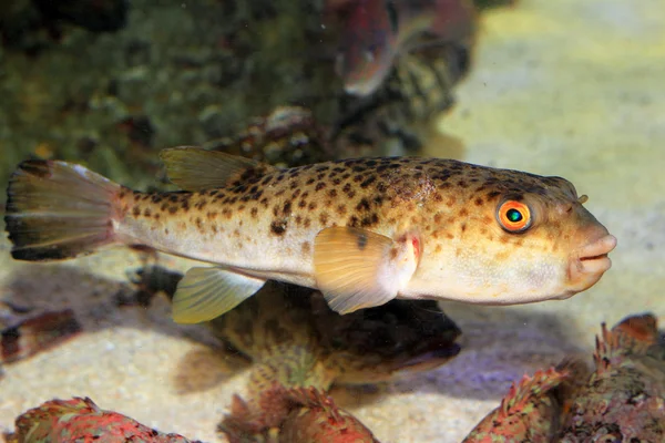 Trawa puffer (takifugu niphobles) w Japonii — Zdjęcie stockowe