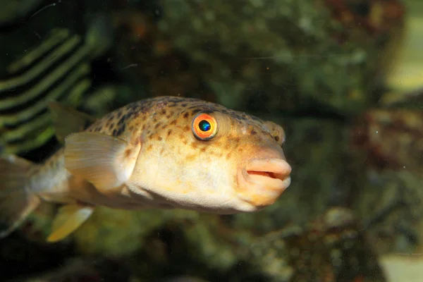 Çim kirpi balığı (takifugu niphobles), Japonya — Stok fotoğraf