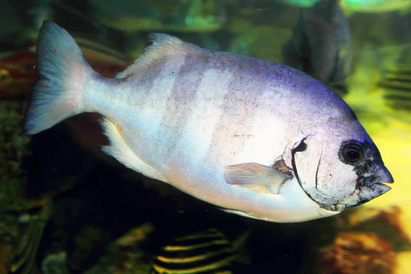 Pruhované beakfish nebo zavřené knifejaw (oplegnathus fasciatus) v Japonsku — Stock fotografie