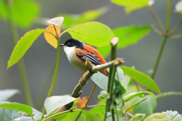 在印度的红棕色支持 sibia (heterophasia annectens) — 图库照片