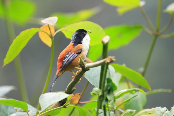 Rufous-backed Sibia (Heterophasia annectens) in India — Stock Photo, Image