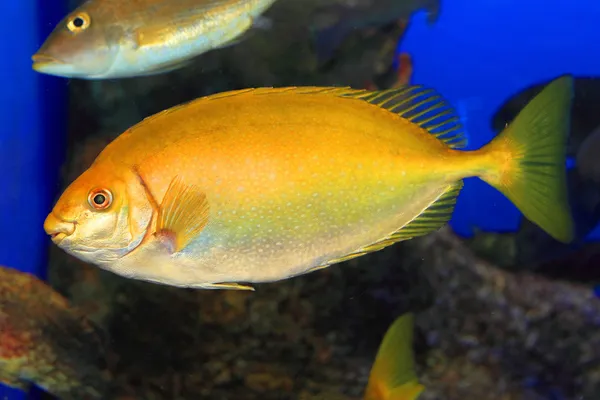 Kirysek pstry spinefoot (siganus fuscescens) w Japonii — Zdjęcie stockowe