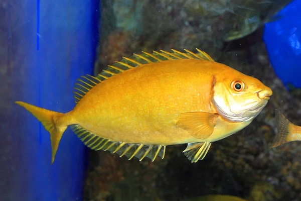 Benekli spinefoot (siganus fuscescens), Japonya — Stok fotoğraf