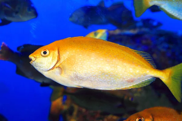 Kirysek pstry spinefoot (siganus fuscescens) w Japonii — Zdjęcie stockowe