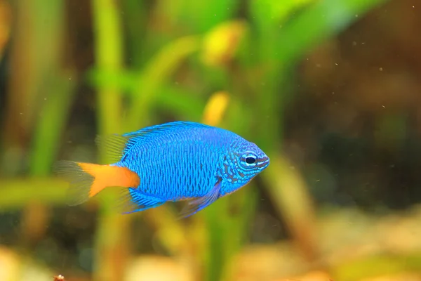 Coleta amarilla (Chrysiptera parasema) en Japón —  Fotos de Stock