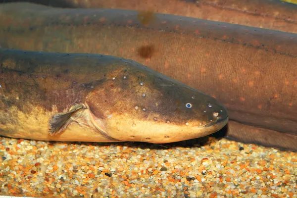 Anguila eléctrica (Electrophorus electricus) en América del Sur — Foto de Stock