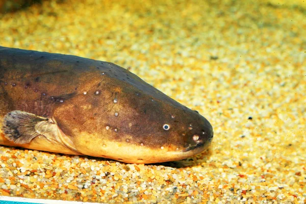 Anguila eléctrica (Electrophorus electricus) en América del Sur — Foto de Stock