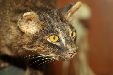Iriomote vahşi kedi (prionailurus bengalensis iriomotensis) Iriomote Island, Japonya