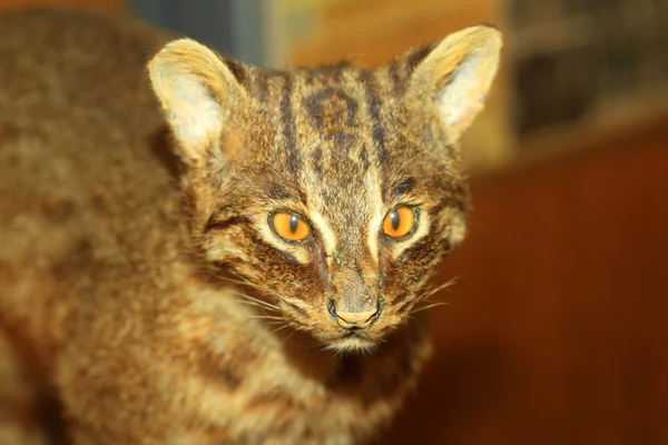 Gato salvaje iriomote (Prionailurus bengalensis iriomotensis) en la isla de Iriomote, Japón — Foto de Stock